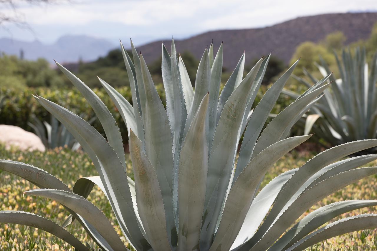 Estancia Colome Molinos Kültér fotó